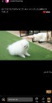 ClipClaps short videos